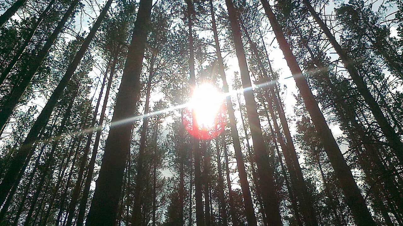 Into the Siberian taiga