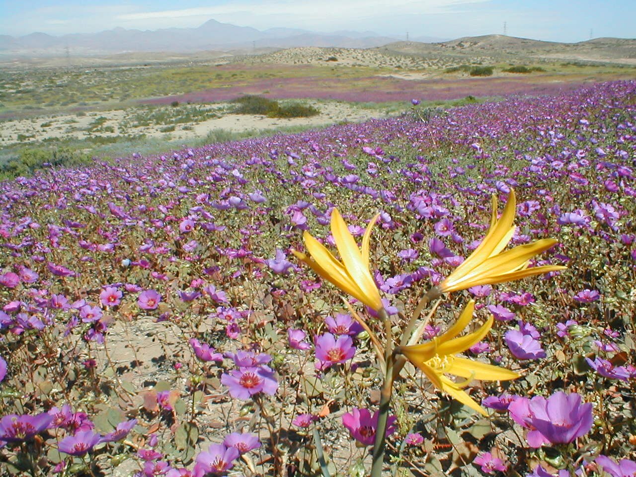 Chile